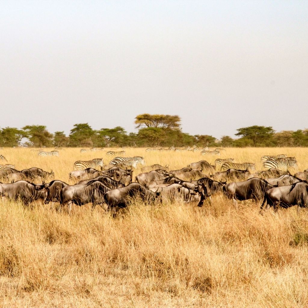 Serengeti National Park Hibiscus Tours Safari   Serengeti  